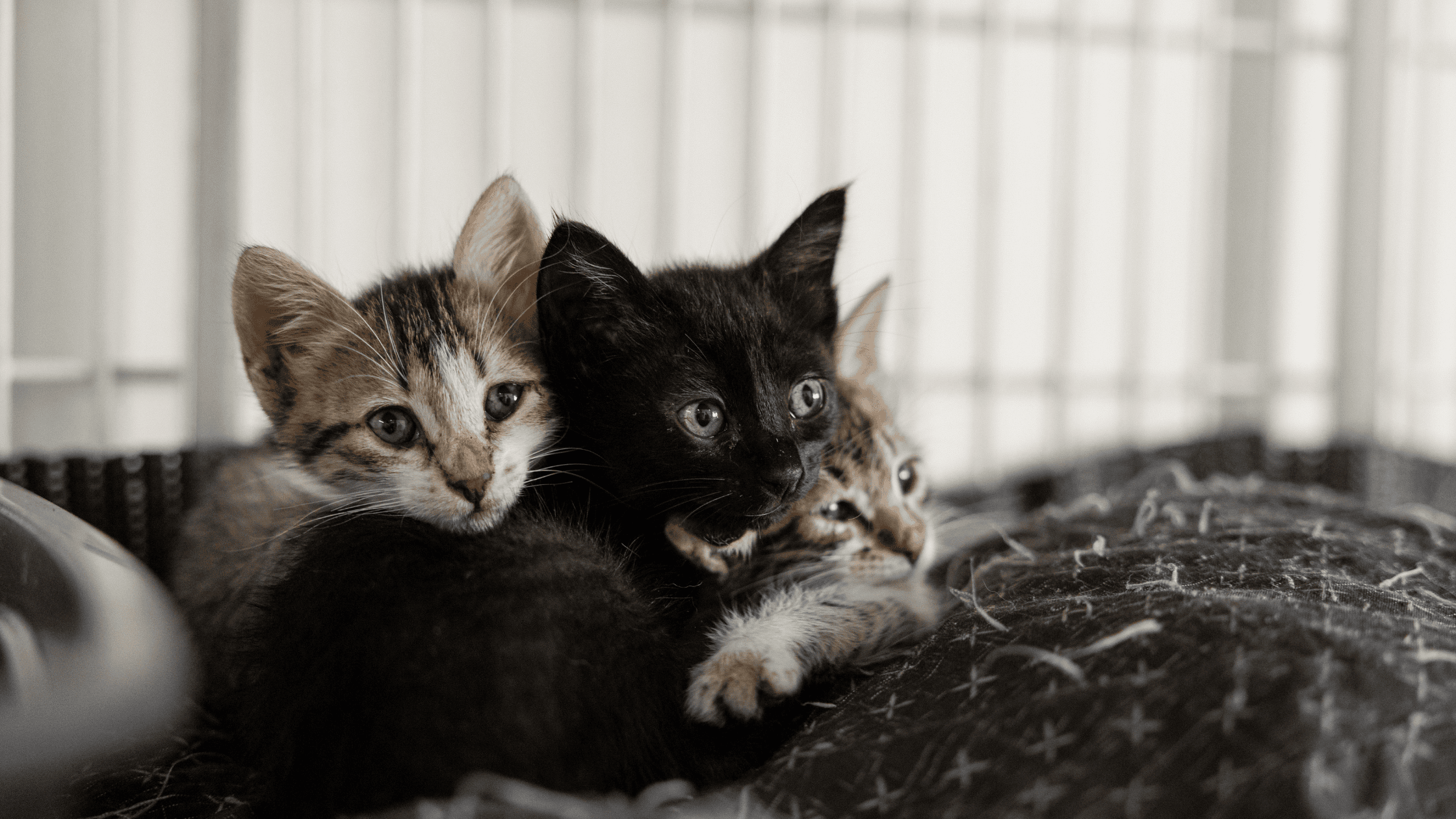 Pets Come First